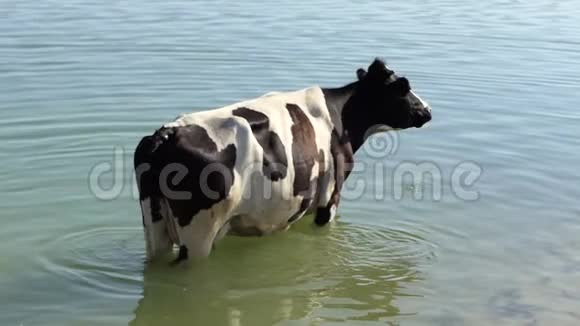 黑白牛立在湖水中夏天矗立在斯隆莫视频的预览图