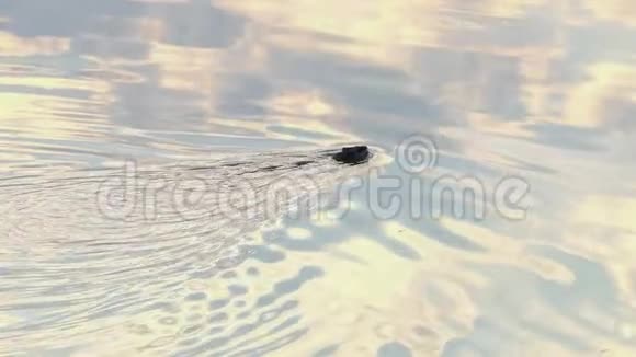 在斯隆莫的夕阳下一个有着游泳狸的森林湖波光粼粼的水面视频的预览图
