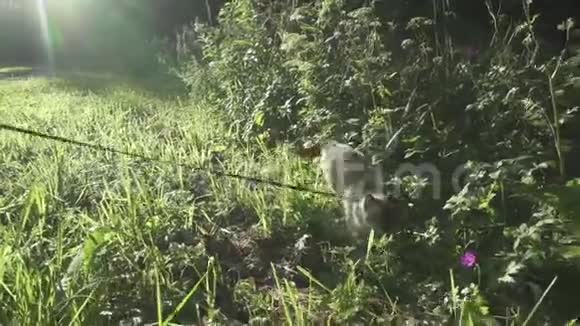 小猫小猫暹罗东方集团湄公河的短尾在绿草中的铅上行走视频的预览图