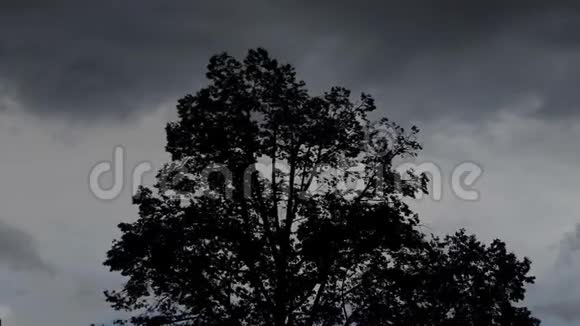一棵高大的树在阴雨的天气里挥舞着它的树枝乌云密布视频的预览图