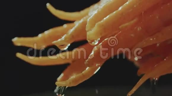 在水里洗胡萝卜视频的预览图