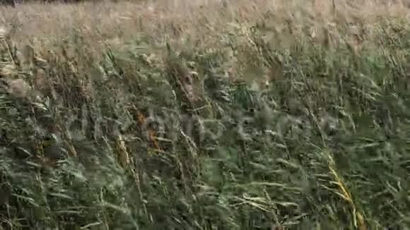 法国东南部卡马尔格的斯卡曼德尔公园里的芦苇中的风视频的预览图