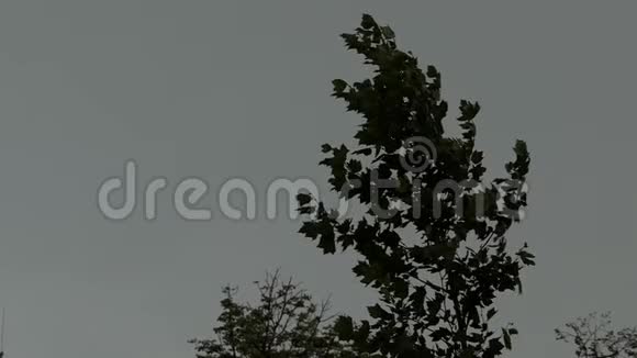 一棵绿色的枫树的顶端在狂风的吹拂下在中摇曳视频的预览图