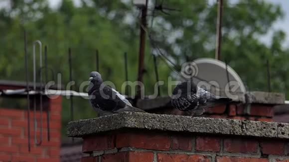 两只鸽子坐在水泥板上上面覆盖着一栋房子的烟囱视频的预览图