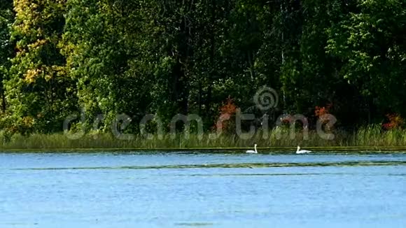 阳光明媚的一天在森林湖湿地游泳的天鹅在百合花丛中游泳视频的预览图