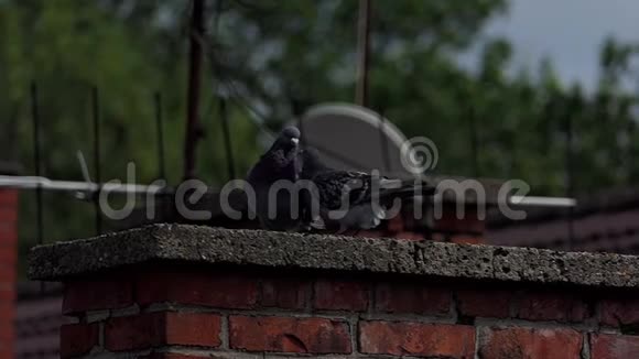 两只鸽子在一个盘子上亲吻对方盘子上覆盖着一座在斯洛莫的房子的烟囱视频的预览图