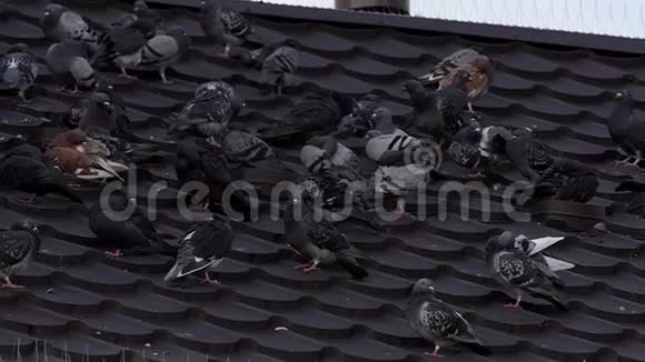 一群灰鸽子坐在屋顶上用邋遢的羽毛擦干净视频的预览图