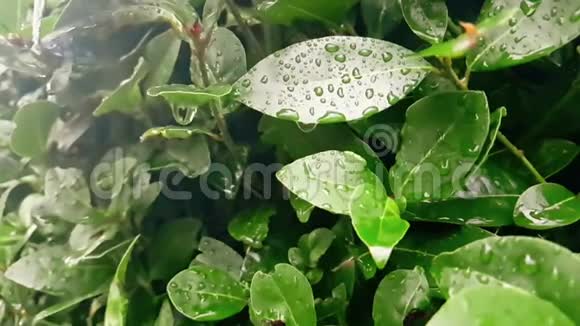 雨滴落下时绿叶和潮湿的细节慢视频的预览图