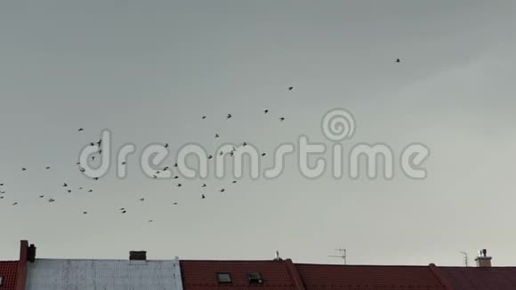 夏天一群鸽子飞过波兰的私人住宅视频的预览图