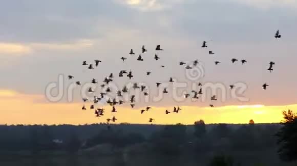 日落时分一群鸽子飞过一个蜂巢森林湖视频的预览图
