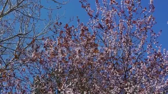 樱花树蓝色天空背景上有粉红色和红色的花视频的预览图
