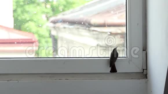 一只灰色的鸟坐在房子里的一扇塑料窗户前看上去很紧张视频的预览图