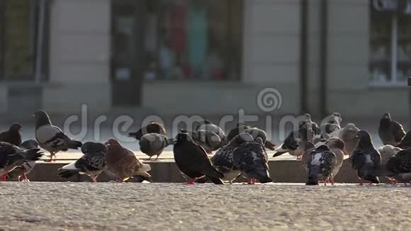 夏天一群灰鸽子在邋遢的广场上行走视频的预览图