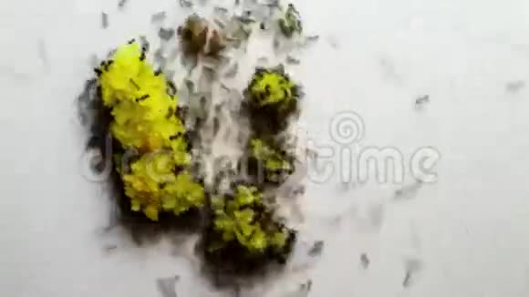 蚂蚁携带糖视频的预览图