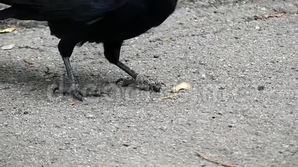 一只黑色的乌鸦啄食着一些种子在灰泥中视频的预览图