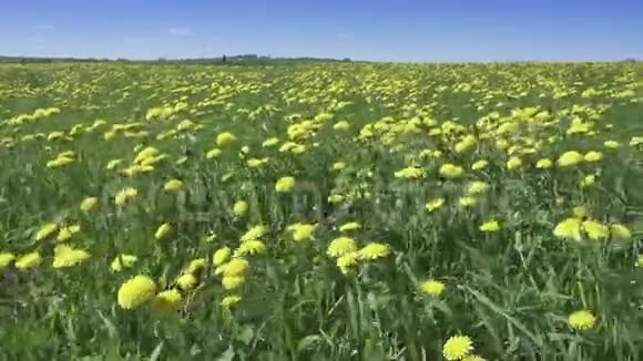 夏天阳光明媚的日子里风在田野里摆动着黄色的蒲公英照相机穿过田野视频的预览图