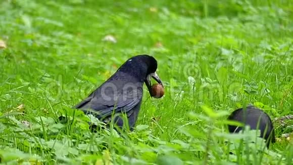 两只乌鸦走在绿色的草坪上其中一个把坚果放在邋遢的地方视频的预览图