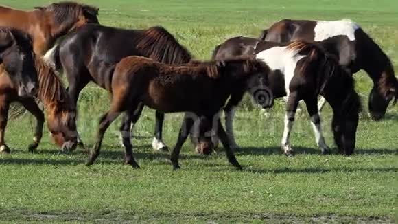 一片棕色和马的草原在斯隆莫的一片草地上漫步视频的预览图