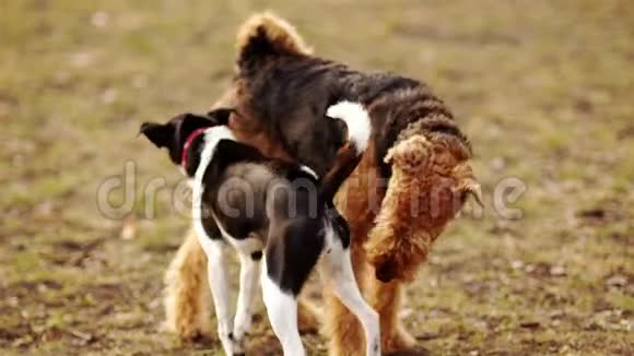 两只狗在秋天公园里玩狗的气味爱尔兰梗和黑白杂种视频的预览图