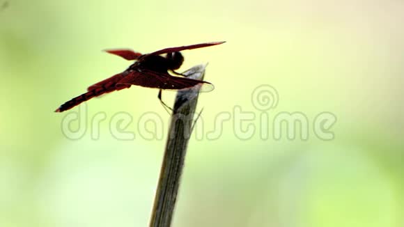 蜻蜓栖息在竹竿上视频的预览图