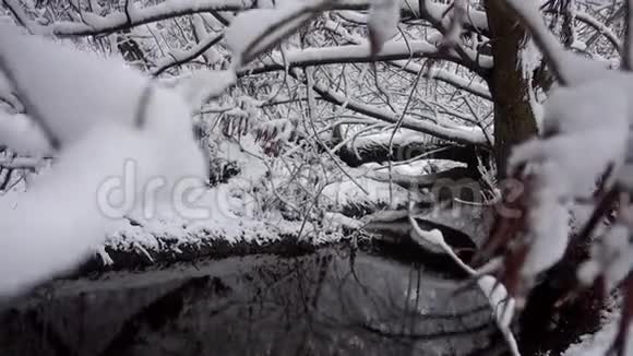 冬天森林里有倒下的树木的河流视频的预览图