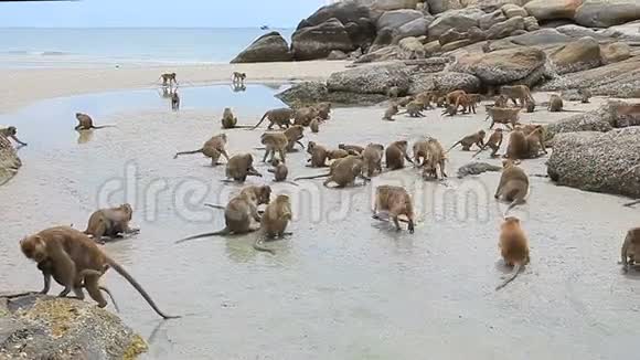 海边一群野猴子视频的预览图