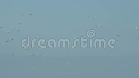 保加利亚波莫里上空的候鸟视频的预览图