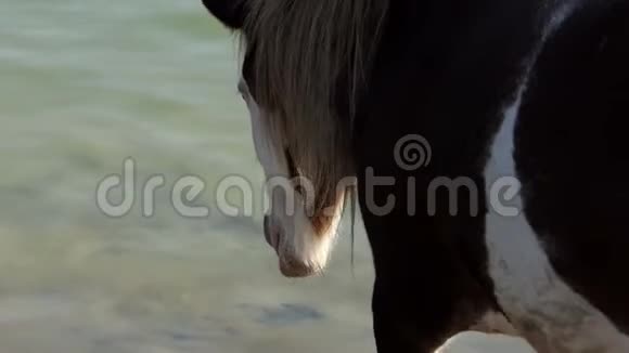 美丽的棕色和白色的母马在夏季缓慢地进入湖泊水域视频的预览图