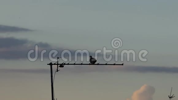 一只孤独的鸽子在夏天恶劣的天气里坐在触角上视频的预览图