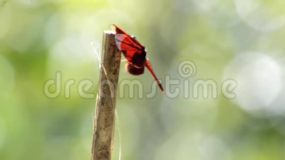 蜻蜓栖息在竹竿上视频的预览图