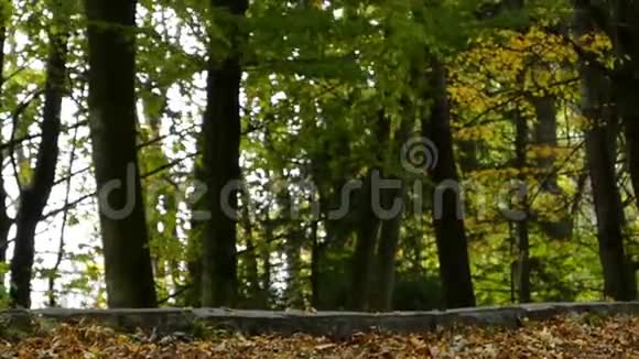 秋天枫树和树的叶子落在一个风景如画的公园里视频的预览图