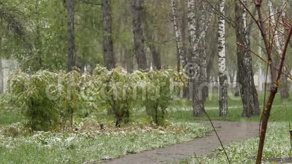 异常天气公园里下着雪春天雪上了一棵绿树4K视频的预览图