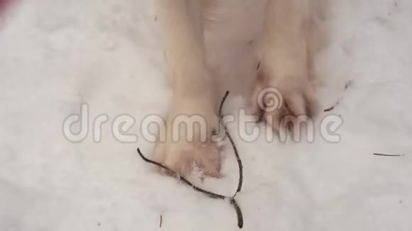 大自然中的宠物一只美丽的金毛猎犬在冬天白雪覆盖的森林里用棍子和主人玩耍视频的预览图