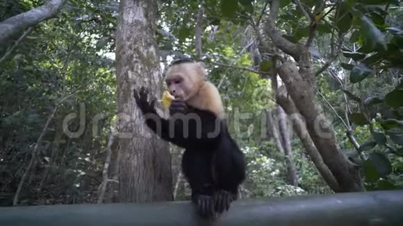 卡普钦猴子在木桥上吃饭视频的预览图