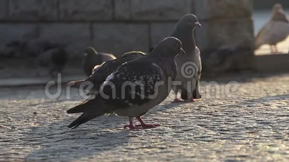 一群鸽子走在斯洛莫镇的石质人行道上视频的预览图