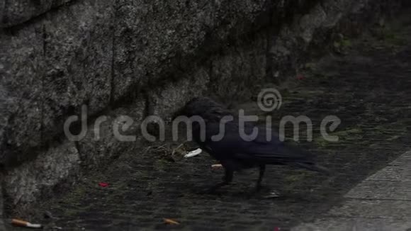 乌鸦寻找食物啄一粒种子然后在懒懒的人行道上吃视频的预览图