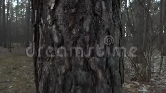 妈妈带着婴儿车在森林里散步视频的预览图