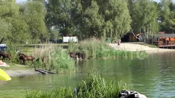 奶牛从水中移动到海滩人在斯隆莫休息视频的预览图