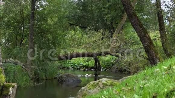 在欧洲一条河与急流落叶树和一棵落叶树交汇视频的预览图