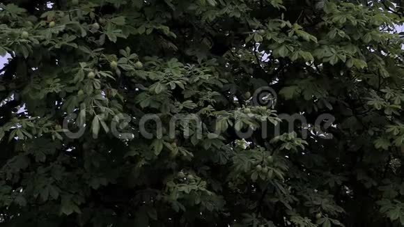 一种绿色的大栗子在夏天下雨的天气里有尖果视频的预览图