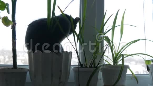 一只美丽的灰猫坐在窗台上花盆周围是绿色植物视频的预览图