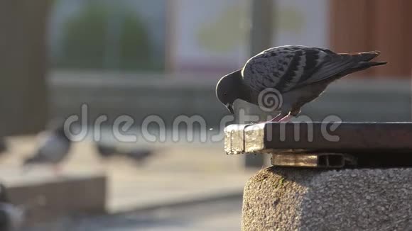 一只灰色的鸽子缓慢地在一个小镇的一条街上的石盘上啄食种子视频的预览图