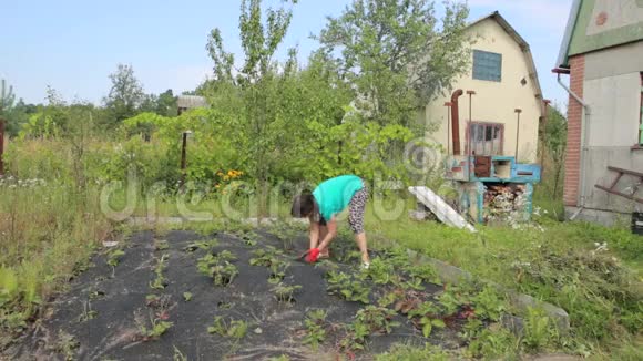 一个长满草莓杂草的花园里的女人视频的预览图