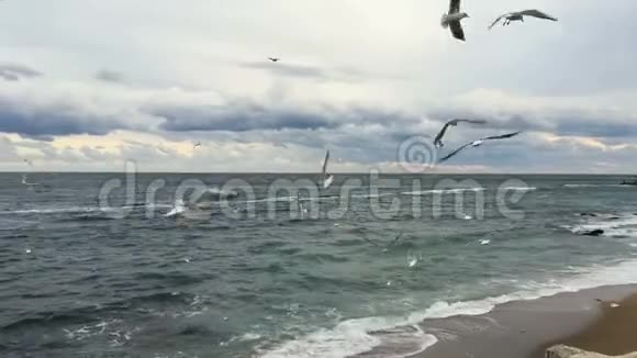 海鸥在海滩上多云的天空中飞翔视频的预览图