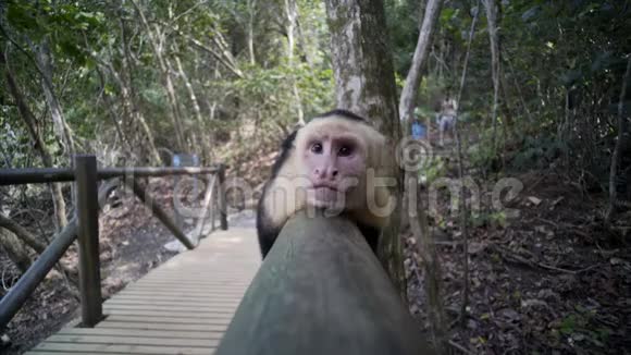 卡普钦猴子在木桥上放松视频的预览图