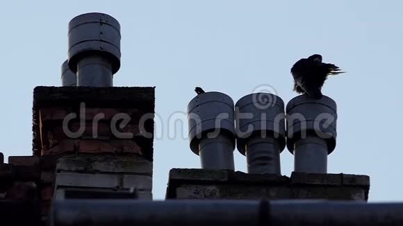 一只乌鸦坐在屋顶上的通风管上在邋遢中清理羽毛视频的预览图