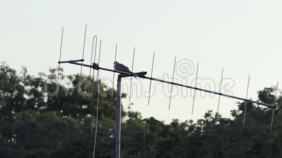 一只孤独的鸽子坐在一个铝制的天线上在一个建筑物的屋顶上视频的预览图