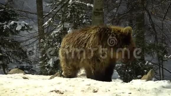 冬天森林里的棕熊三只熊在雪地里吃东西视频的预览图