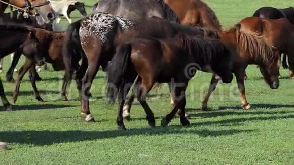 在斯隆莫阳光明媚的一天一群棕马在绿茵草坪上奔跑视频的预览图