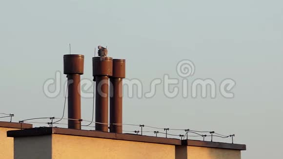 夏天一只灰色的鸽子坐在屋顶上的通风管道上视频的预览图